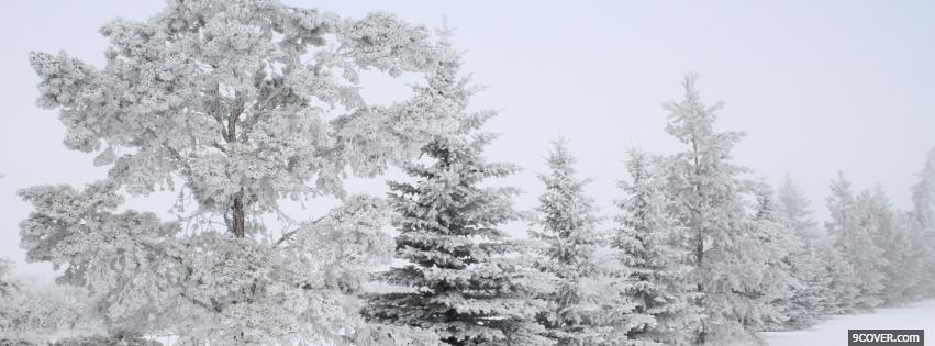 Photo pure white winer nature Facebook Cover for Free