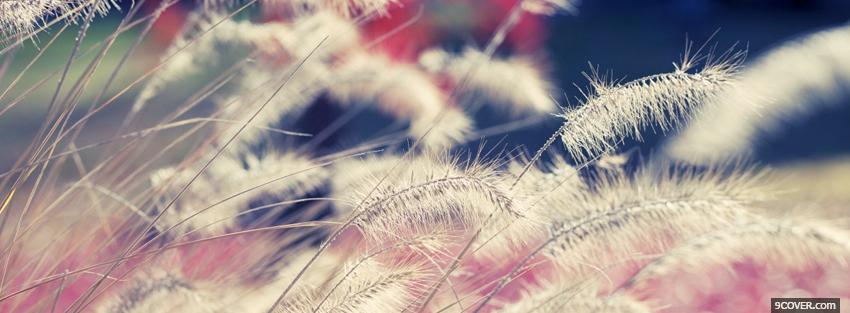 Photo wheat soft nature Facebook Cover for Free