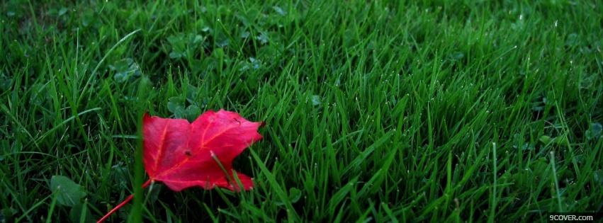 Photo red leaf nature Facebook Cover for Free