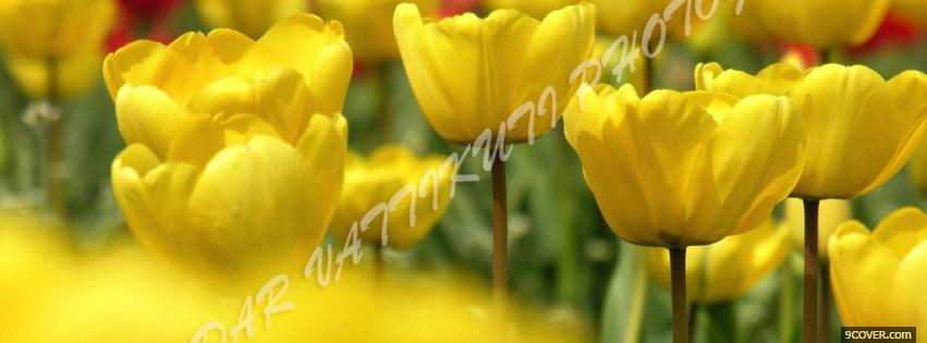Photo yellow garden nature Facebook Cover for Free