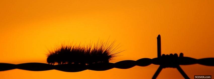 Photo insect on fence nature Facebook Cover for Free