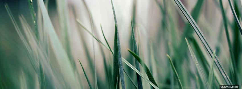 Photo grass nature Facebook Cover for Free