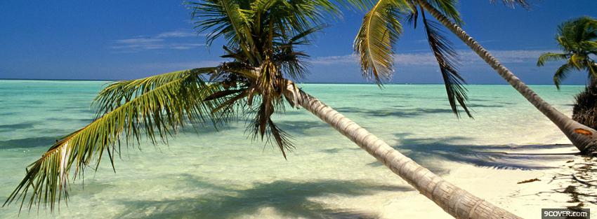 Photo tilted palm trees nature Facebook Cover for Free