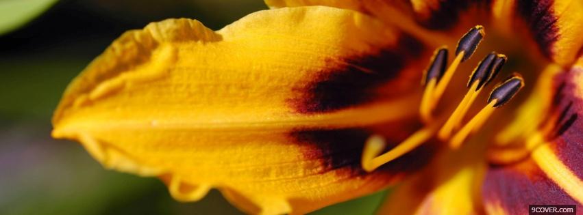 Photo yellow orange flower nature Facebook Cover for Free