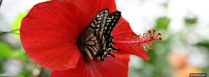 Photo butterfly and flower nature Facebook Cover for Free