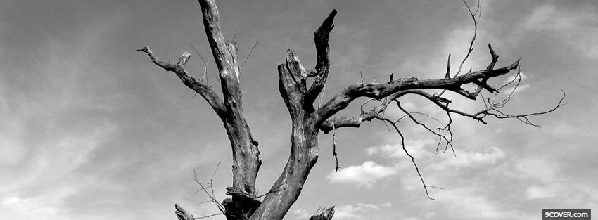Photo dead tree Facebook Cover for Free
