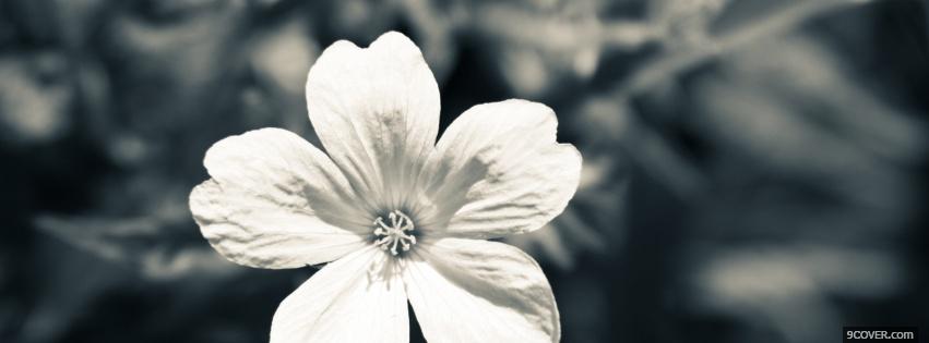 Photo white cute flower Facebook Cover for Free