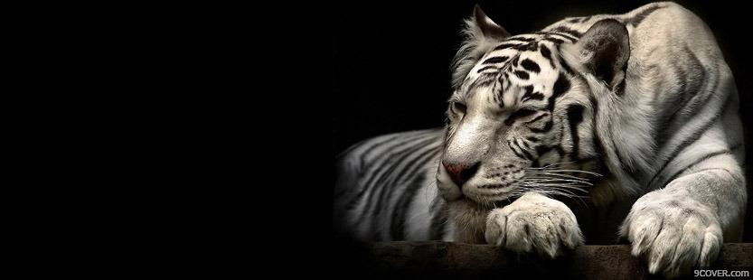 Photo White Tiger Facebook Cover for Free