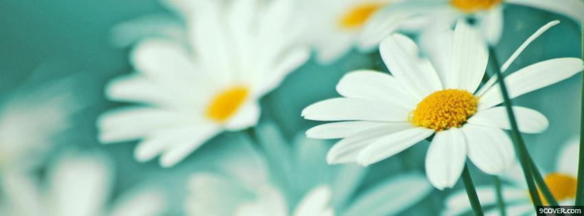 Photo White Flowers  Facebook Cover for Free