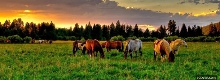 Photo Horses Facebook Cover for Free