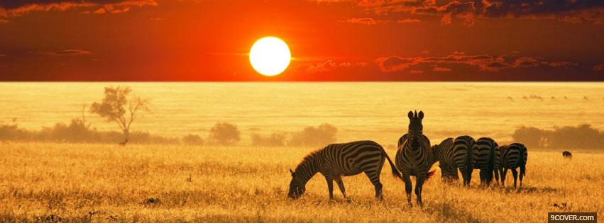 Photo Zebra Africa Landscape Facebook Cover for Free