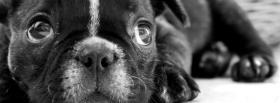 black and white puppy facebook cover