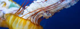 jellyfish in the ocean facebook cover