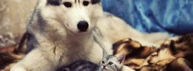 adorable animals husky and kitty facebook cover