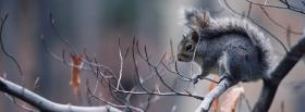 squirrel on a branch facebook cover