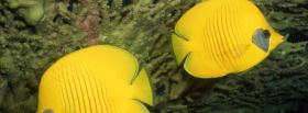 black and yellow angel fish facebook cover