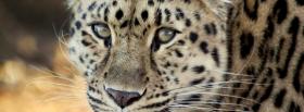 leopard face close up facebook cover