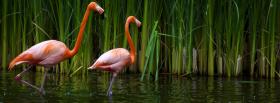 two flamingos in the water facebook cover