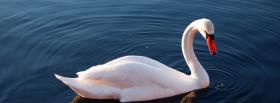 beautiful swan animals facebook cover