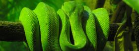 green snake around a branch facebook cover