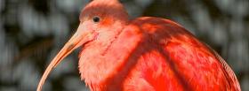red beautiful bird animals facebook cover