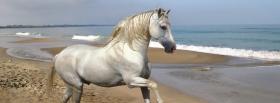 white horse on the beach facebook cover