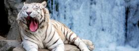 sleepy white tiger animals facebook cover