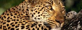 thinking leopard animals facebook cover