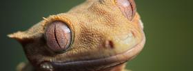 animals crested gecko facebook cover