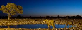 animals girafes and elephants facebook cover