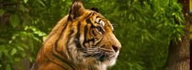 beautiful animal tigre facebook cover