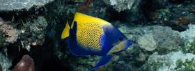 blue and yellow fish animals facebook cover