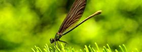 pretty dragonfly animals facebook cover