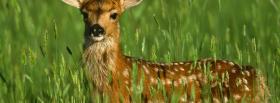deer in the grass animals facebook cover