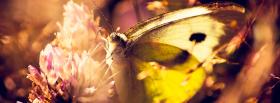 butterfly on a flower facebook cover