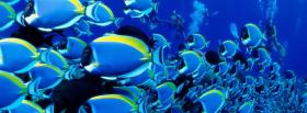 fascinating fishes animals facebook cover