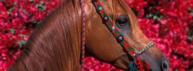 horse and pink flowers facebook cover