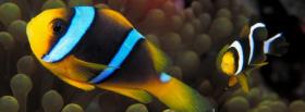 awesome fishes in the sea facebook cover
