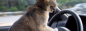 kitty driving animals facebook cover