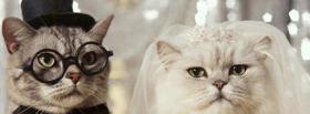 getting married cats animals facebook cover