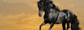 beautiful black horse facebook cover