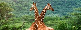 girafes in love animals facebook cover