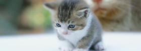cute little cats facebook cover