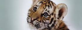 cutest baby tiger animals facebook cover