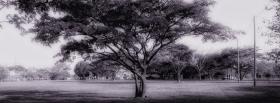 black and white tree facebook cover
