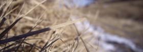 dried out grass nature facebook cover