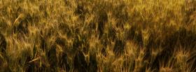 growing wheat nature facebook cover
