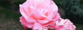 baby pink flower nature facebook cover