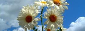 large white flowers nature facebook cover