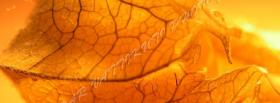 dry leaf nature facebook cover
